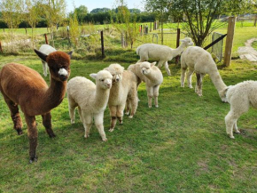 Double Decker Bus on an Alpaca farm sleeps 8